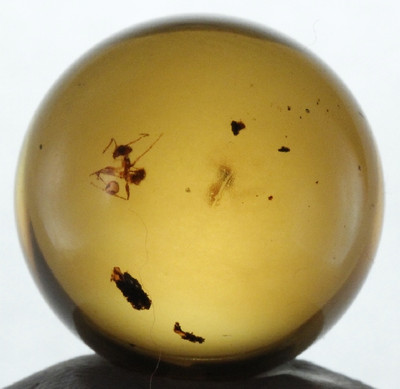 VERY FINE ANT!  In Mexican Amber Sphere 16mmd