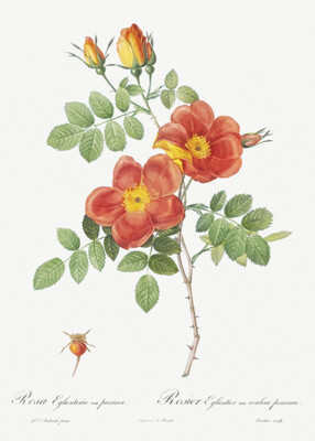 Austrian Copper Rose - Punicea - 1800's - Pierre Joseph Redoute Botanical Magnet