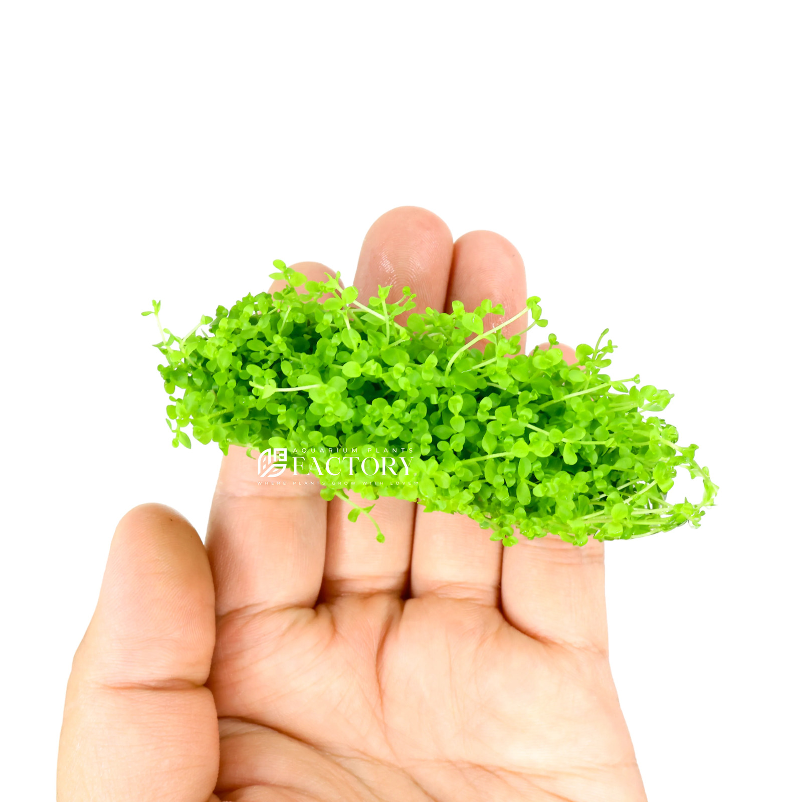 Micranthemum Monte Carlo Tissue Culture APF Aquarium Plants Factory