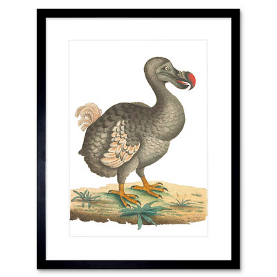 Vogel Dodo Vintage Illustration Kunstdruck gerahmtes Poster Wanddeko