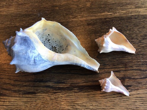 Lot 3 Whelk Conch Sea Shells, 13oz, 7”+3.5”+2.5” | eBay