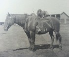 Antique Pre Ww1 American Horse Cocker Spaniel Dog Artistic Western Art Photo