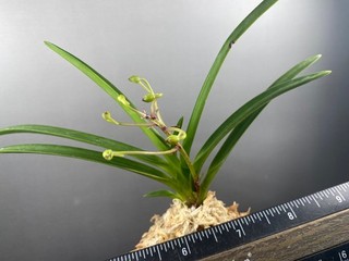 Neofinetia falcata/pink flower/in flower/stripe(japaneseorchids) SHIORI 詩織