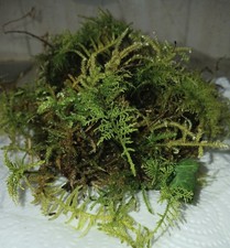 Sphagnum Moss Live Fresh Moss for Gardening, Baskets, Wreaths & Terrariums 1KG