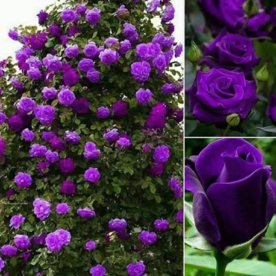 GREENFACTORY ROSE SEEDS 30 X PURPLE HYBRID TEA ROSE PLANT SEEDS U.K. SELLER