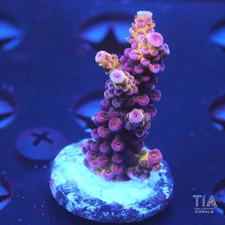 PC Rainbow Acropora Frag - NOT WYSIWG | Live SPS Coral | Aquacultured