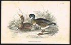 Greater White-fronted Goose 1840 Antique Hand-Colored Engraving Jardine