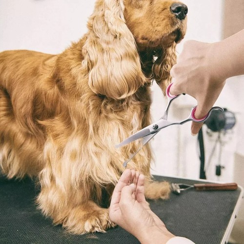 5 in 1 Premium Dog Grooming Scissors Professional Dog Scissors for Grooming kit - Picture 3 of 8