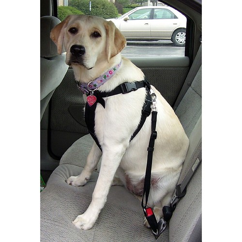 DOG & CAT PET ADJUSTABLE CAR SAFETY SEAT BELT LEASH - Picture 2 of 6