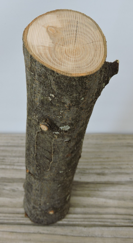 10" Apple Wood Stick Log Chunk Carving Blank Staff Crafts Straight 2 1/8~2 3/8"D - Picture 5 of 11