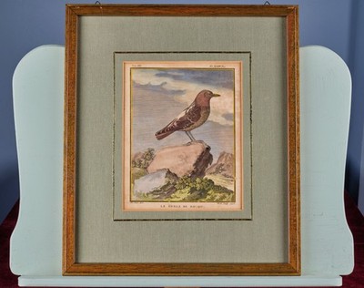 Original Kupferstich 1793:  Le Merle de Roche    Buffon   Handkoloriert  Rarität