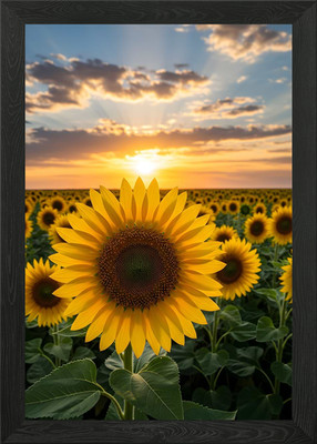 Gerahmtes Wandbild Sonnenblumenfeld bei Sonnenuntergang Poster Leinwanddruck Bild