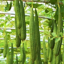 Da Rou Angled Luffa Gourd Seeds - For 2025 Planting Ridged Gourd Okra Bitter