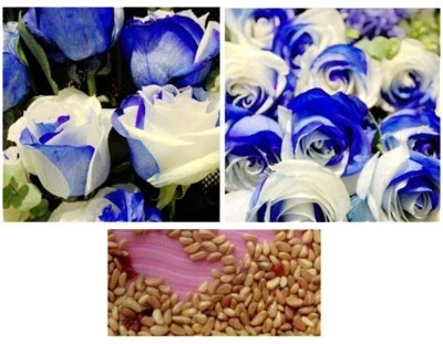 10x graines Rosier grimpant BLEU et BLANC - BLEU and WHITE Rose rosebush seeds