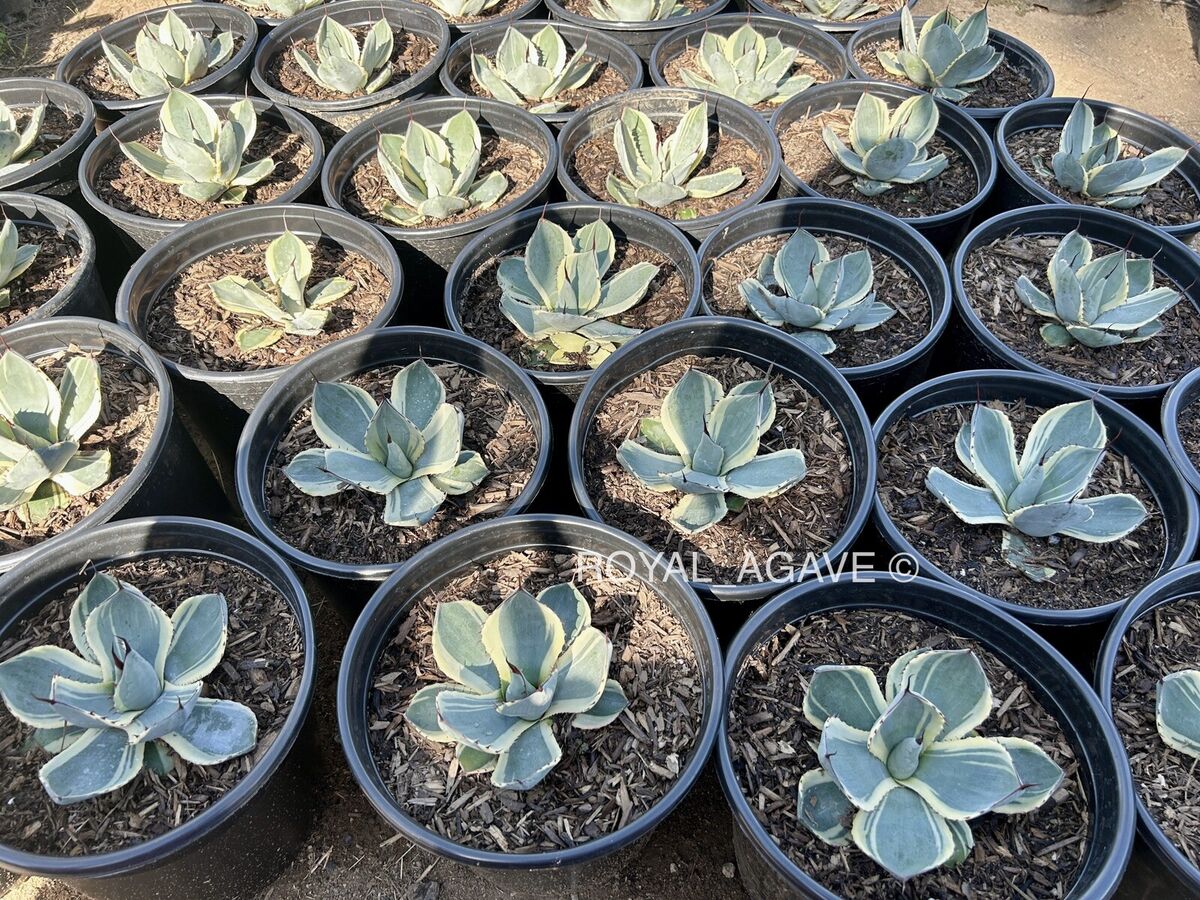 Agave parryi truncata 'Orizaba' Variegated Clone - Larger Agave parryi truncata 'Orizaba' Variegated Clone - Larger
