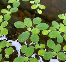 10 Small Dwarf Water Lettuce Aquarium/Pond plant 30 Green Leaves USA GROWN