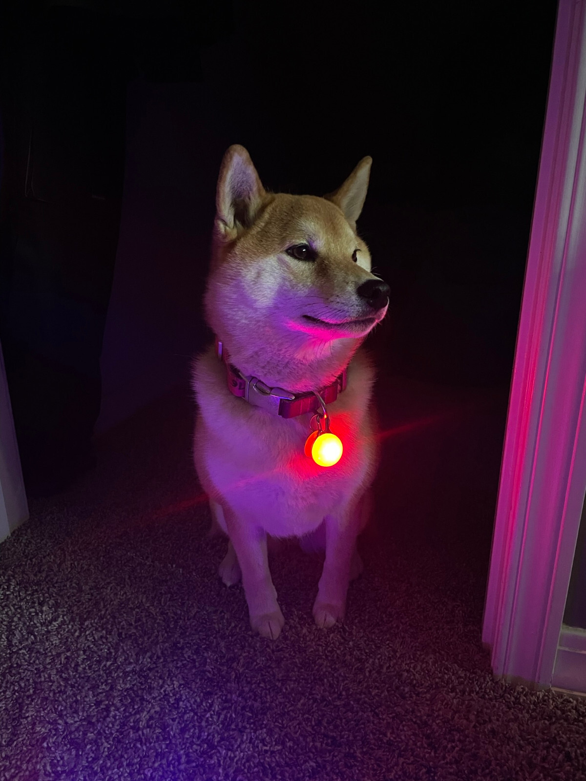 Rechargeable Lights LED Dog Collar Clip on Light USA Vet Owned