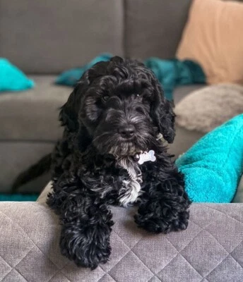 portuguese water dog gumtree