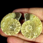 119.00Cts Natural Ammonite Fossil Fancy Cabochon Pair Gemstone 29X36X8MM