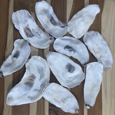 35-40 Oyster Shells Flat Side 5  To 6.5  Bulk Clean No Smell Art Crafts