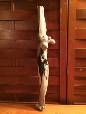 Beautiful 20" DRIFTWOOD Art Piece Terrarium Taxidermy Aquarium Beach Wood DECOR