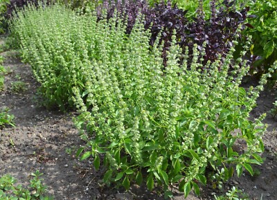 Zitronen Basilikum Mrs. Burns Ocimum basilicum Basil Lemon - 20+ Samen F 048