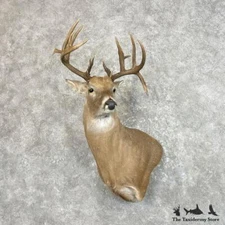 #27789 P | Whitetail Deer Taxidermy Wall Pedestal Shoulder Mount For Sale
