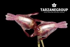 PORROGLOSSUM DALSTROEMII MINIATURE ORCHID MOUNTED