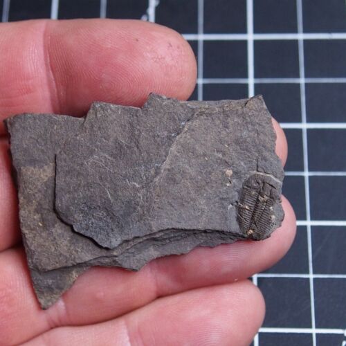 17gr Trilobite Checo Aulacopleura konincki (Barrande, 1846) Fósiles Silúricos 466 - Imagen 4 de 8