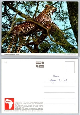 Vintage John Hinde Postcard: Roaring Leopard in Tree Africa Wildlife 1970