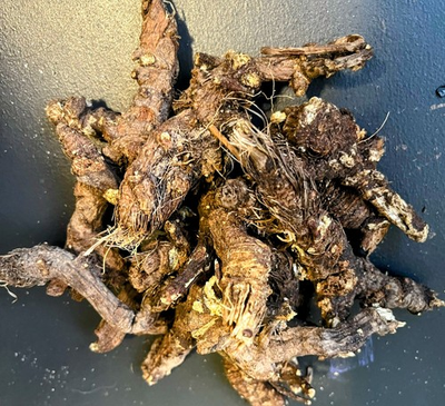 #ad Wild Osha Root Bear Root Ligusticum porteri Colorado Flash Sale $175lb $175.00
