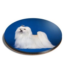 Round MDF Coaster Cute White Maltese Puppy Dog #50710