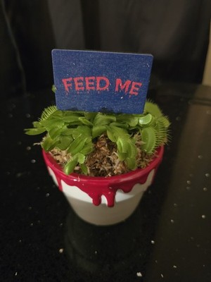 Venus FlyTrap In Bloody Pot