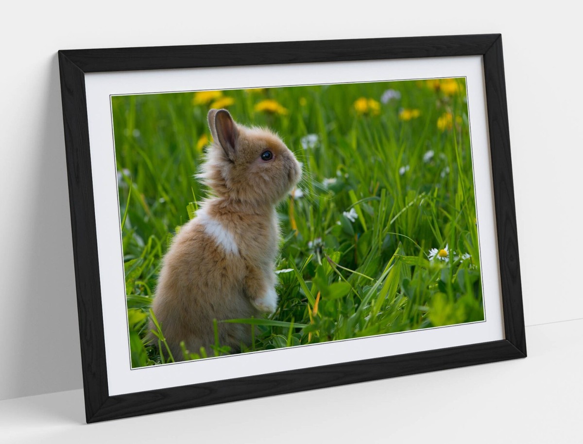 CUTE SMALL BUNNY RABBIT HOME BEDROOM DECOR FRAMED WALL ART POSTER PRINT  SIZES
