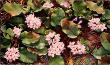 Massachusetts State Flower Trailing Arbutus Floral Vintage Postcard