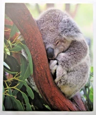 Single Koala Bear in Tree 2-Pocket Paper Folder for 8.5″ by 11″ by Top Flight