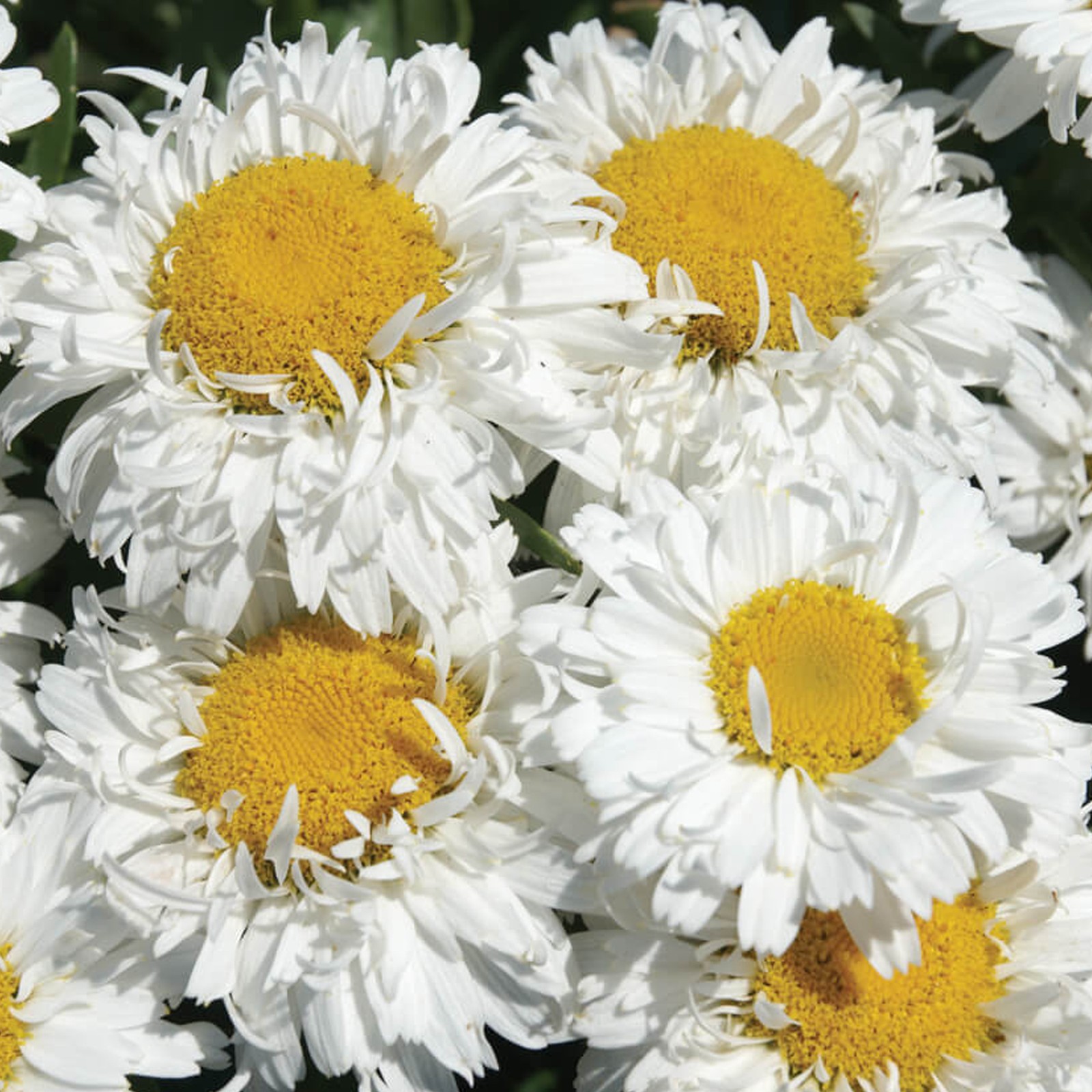 Gardeners Dream Dark/Green/White Leucanthemum 'Freak!' - 3L Pot - Image 2