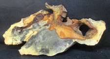 Buckeye Burl Natural Edge Slab Crafts  #D656 27 1/2" x 13 3/4" x 2 1/4"