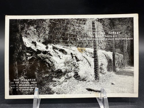 1940s Set of 3 Petrified Forest Postcards Lot Arch Monarch Tunnel Tree Arizona - Picture 2 of 9