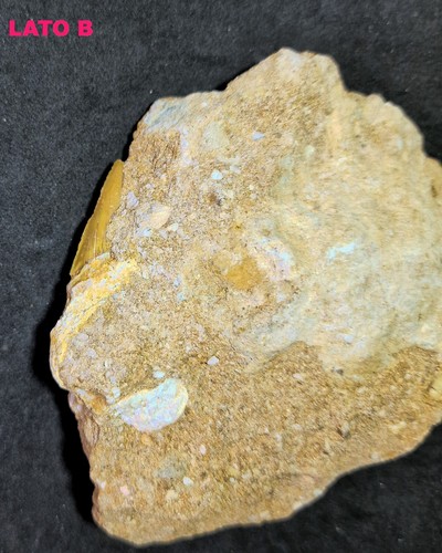 ► OTODUS OBLIQUUS CM 10.98 DENTE SQUALO FOSSILE^ SHARK TOOTH AAAA+ ◄ - Picture 3 of 3