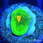 CORALS OF EDEN ~ WYSIWYG Live Coral ~ Space Invader Chalice Coral LPS SPS — photo 1