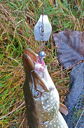 Bavaria Chatterbait - Köderfisch - System / Raubfischsystem / Hechtsystem *NEU* - Bild 4 von 6