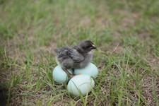 4 PUREBRED AMERAUCANA and Green Olive eggers unwashed organic blue Hatching Eggs