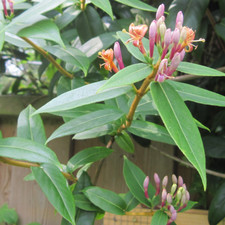 Lonicera Henryi - Evergreen Flowering Climber