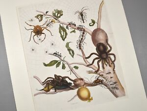 Sibylla Merian Vogelspinne Maria 1705 Folio Tarantulas and Army Ants Sybilla 
