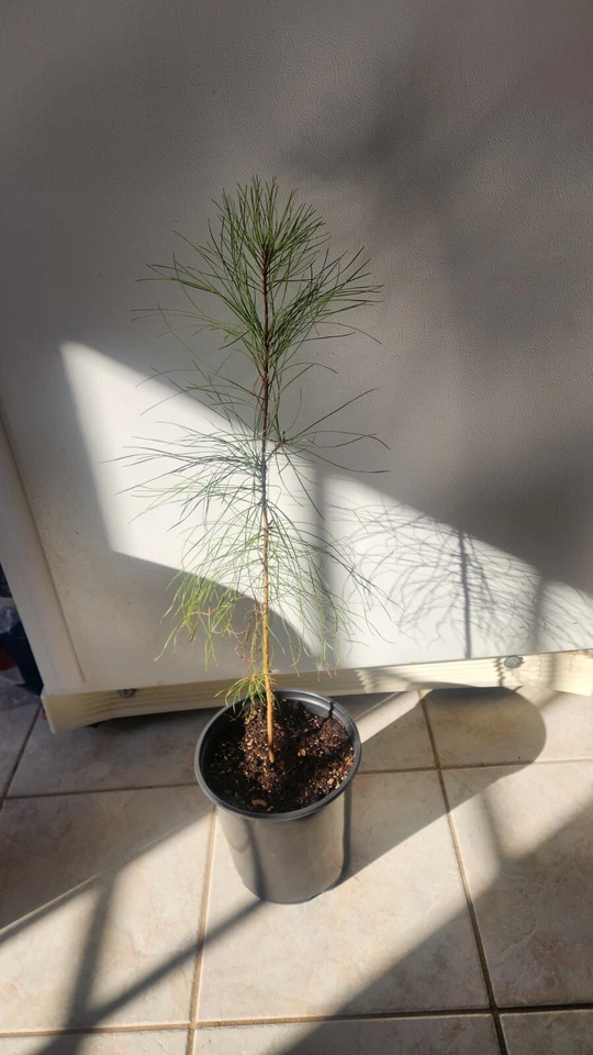 🌲PINE TREE SEEDLING LOBLOLLY VERY FAST GROWING  - Image 3 of 4