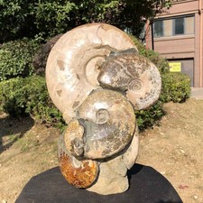 17.53LB TOP Natural Beautiful ammonite fossil conch Crystal specimen heals 3024