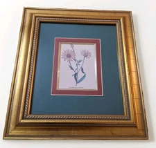 Beautifully Framed Original Chromolithograph Of Xeranthemum annuum ,  #2 Of 3