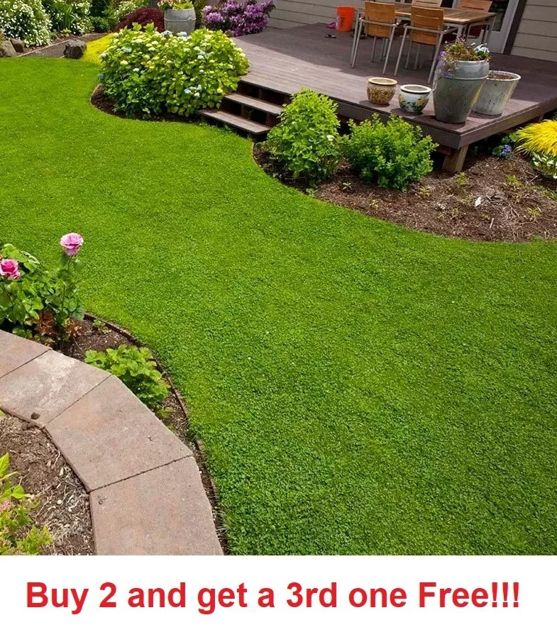 Micro clover seeds 5000 8000 seeds ground cover drought resistant