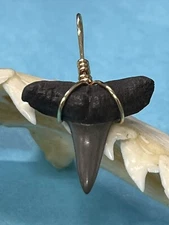 SHARK TOOTH PENDANT . 7/8 Inch Fossilized LEMON Shark Tooth From Bone Valley Fl 